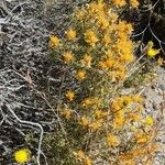 Chuquiraga oppositifolia Habit