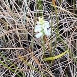 Spiranthes magnicamporum Květ
