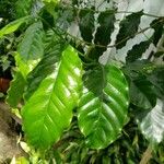 Coffea arabica Habit