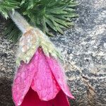 Anemone pulsatilla Цветок