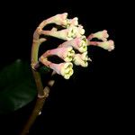 Euphorbia sinclairiana Flower