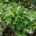 Hedera hibernica 葉