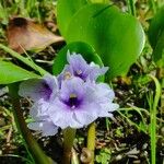 Eichhornia azurea Květ