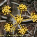 Thapsia meoides