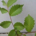 Zelkova carpinifolia برگ