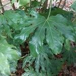 Fatsia japonica Leaf