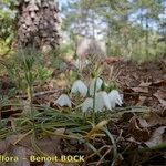 Acis fabrei Habit