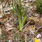 Ophrys insectifera Folla