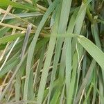 Calamagrostis pseudophragmites Hoja