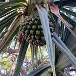 Pandanus utilis Fruit