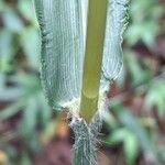Paspalum paniculatum Leaf