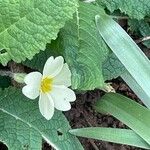 Primula vulgaris Floro