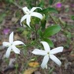 Jasminum grandiflorum Blomst