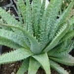 Aloe florenceae Агульны выгляд