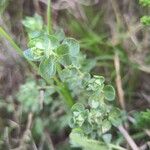 Atriplex glauca Foglia