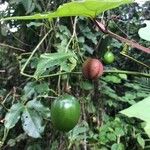 Passiflora rubra Fruit