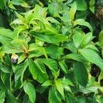 Barleria prionitis Leaf