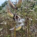 Asclepias speciosa Fruto