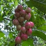 Chrysochlamys nicaraguensis Fruit