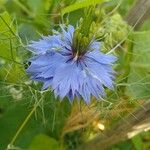 Nigella sativa Blomst