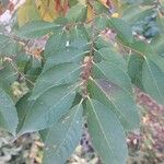 Zelkova serrata Leaf