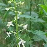 Platanthera bifolia Flower