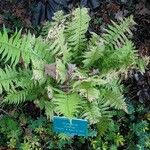 Dryopteris dickinsii Hábito
