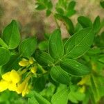 Jasminum humile List