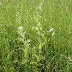 Vicia lutea Habitus