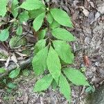 Asimina parviflora Leaf