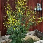 Brassica oleracea Kwiat