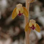 Hexalectris spicata Floare