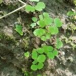 Thalictrum dioicum Folio