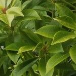 Pieris japonica Blatt