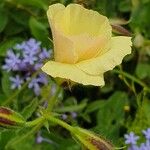 Monsonia longipes Kwiat
