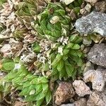 Haworthia marumianaBlatt