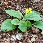 Viola rotundifolia 整株植物