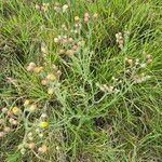 Nidorella aegyptiaca Blomst