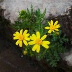 Senecio leucanthemifolius Květ