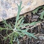 Artemisia ludoviciana Blad