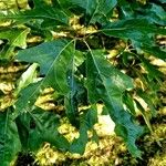 Quercus falcata Leaf