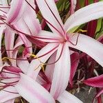 Crinum asiaticumŽiedas