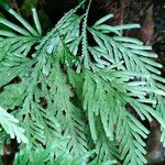 Selaginella flabellata Hoja