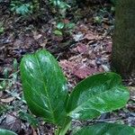 Casearia bicolor Blatt