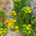 Senecio squalidusΛουλούδι