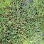 Glyceria declinata Hostoa
