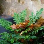 Berberis japonica পাতা