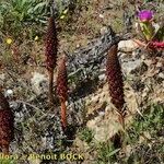 Orobanche foetida Egyéb