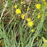 Senecio inaequidensFlor