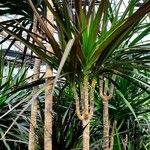 Dracaena reflexa Ліст